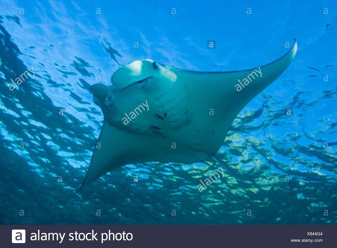 Black L. reccomend Asian manta rays