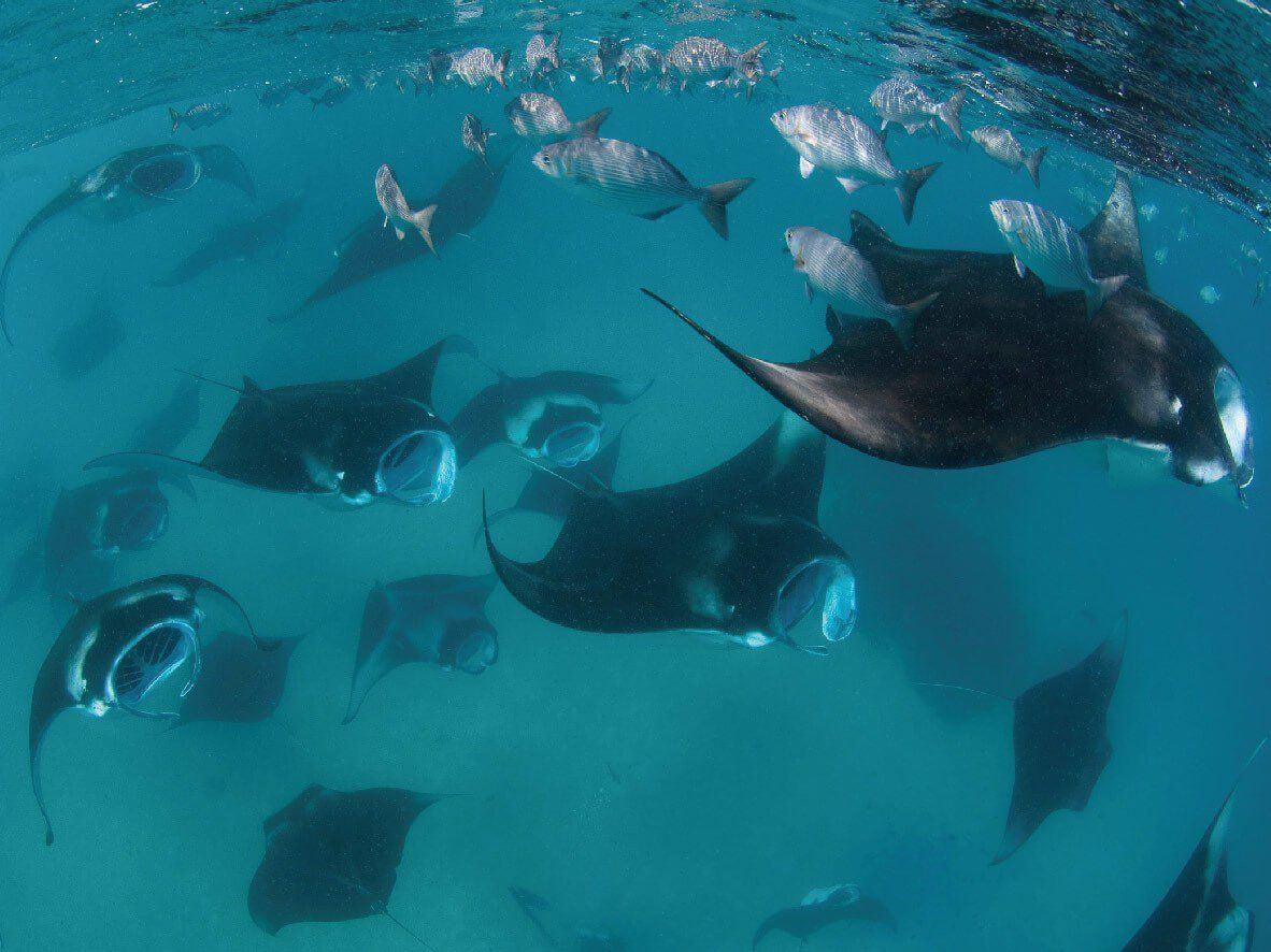 Asian manta rays