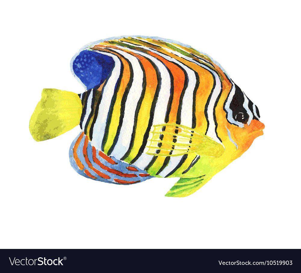 best of Fish images Striped