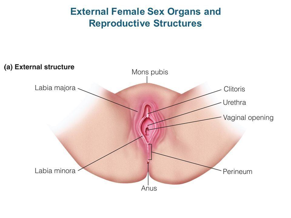 best of Information Woman sex organ