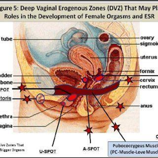 Female vagina orgasm