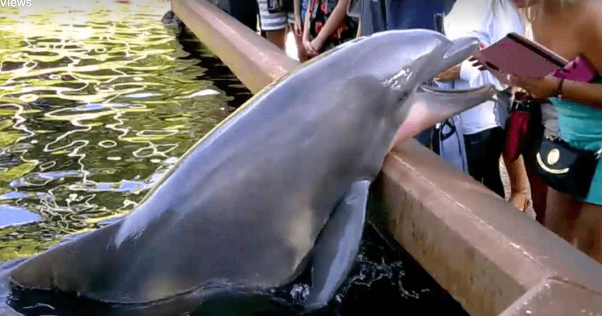 best of Dolphin with Girl orgasm having