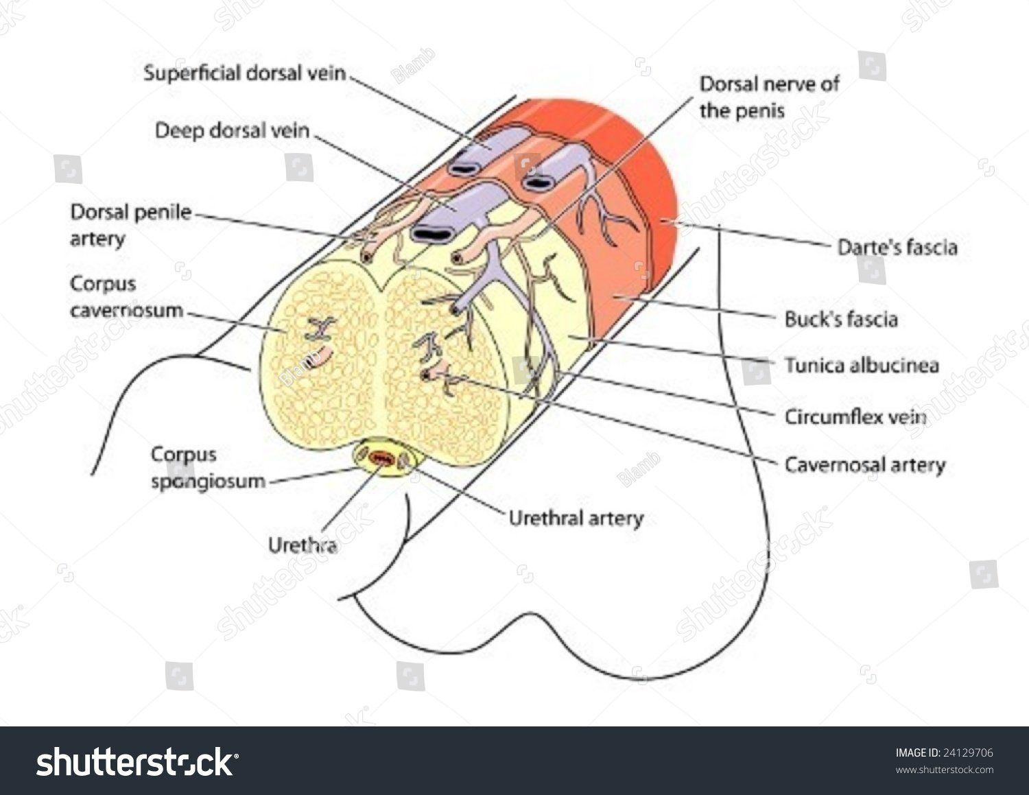 best of Mouth in on Diagram penis