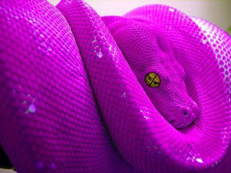Sierra reccomend Are there purple snakes