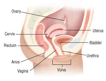 Diagram of a vagina after sex