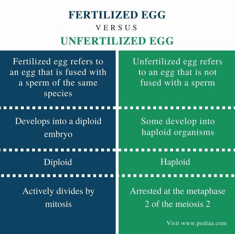 Ezzie reccomend Difference between sperm and egg