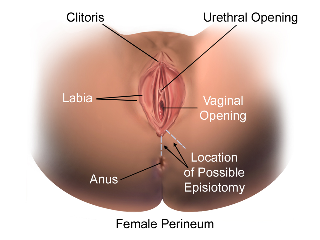 Chardonnay reccomend Diagram of a vagina after sex