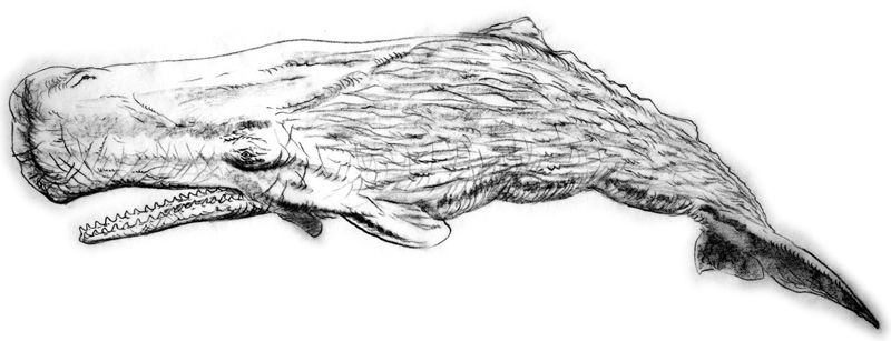Dottie reccomend Drawing a sperm whale
