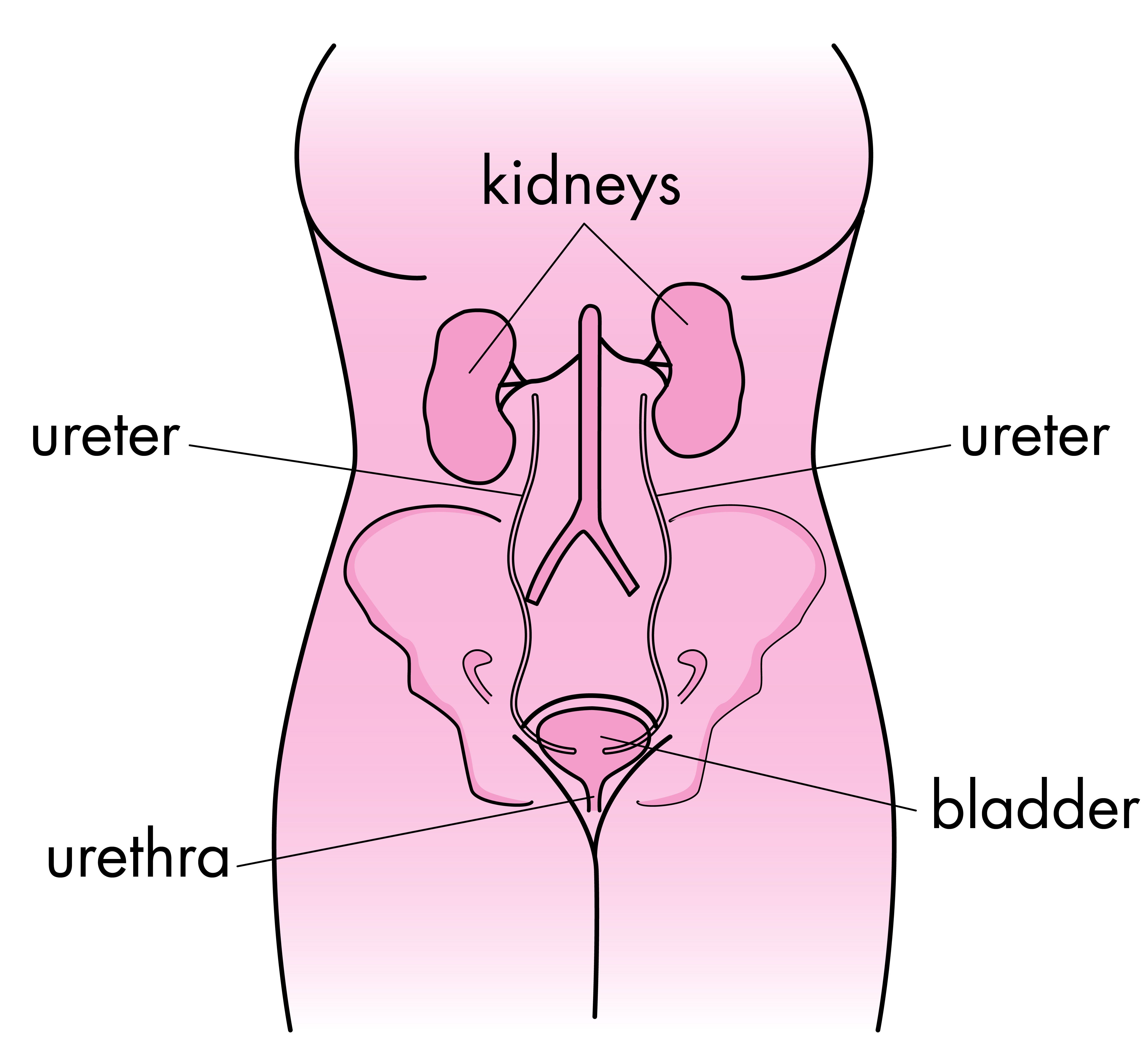 best of Tract clitoris Urinary infection