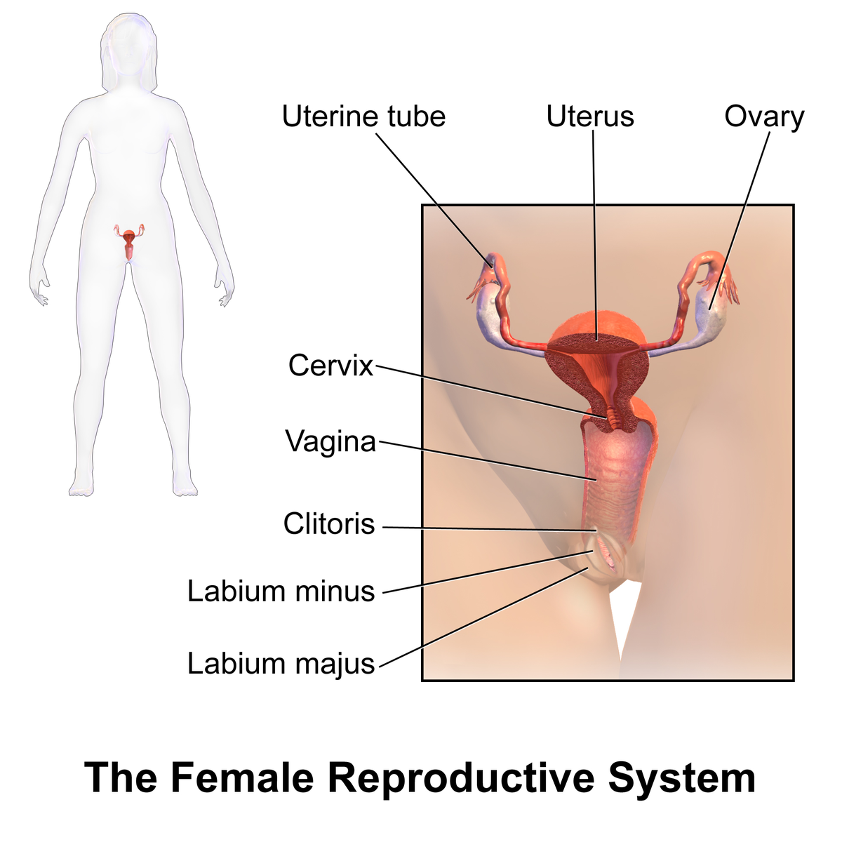 Females with both sex organs