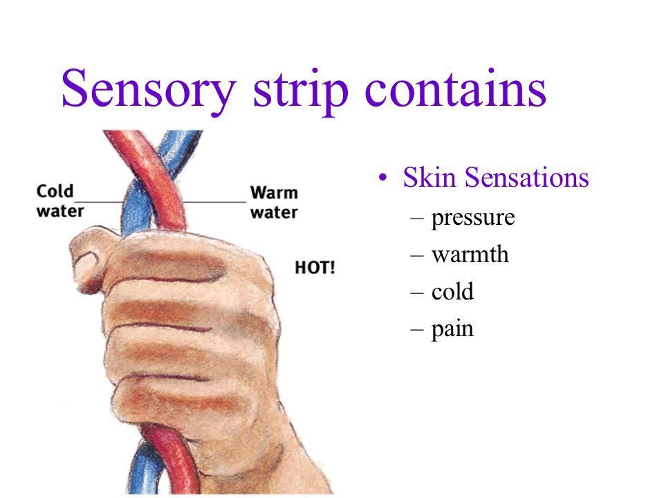 Motar strip and sensory striop