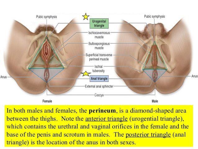 best of Porn and with Girls female male organs