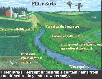 best of Filter strip Grass