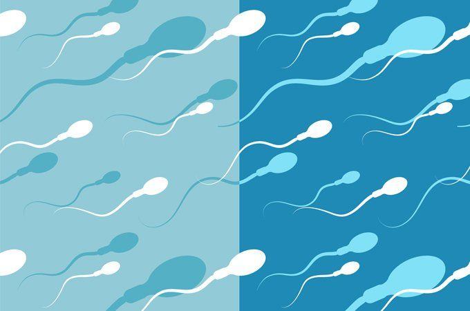 best of Sperm How long mature for to