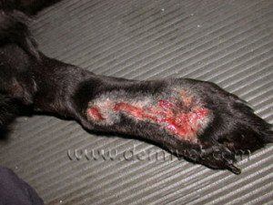Sylvester reccomend Labrador retriever lick granuloma