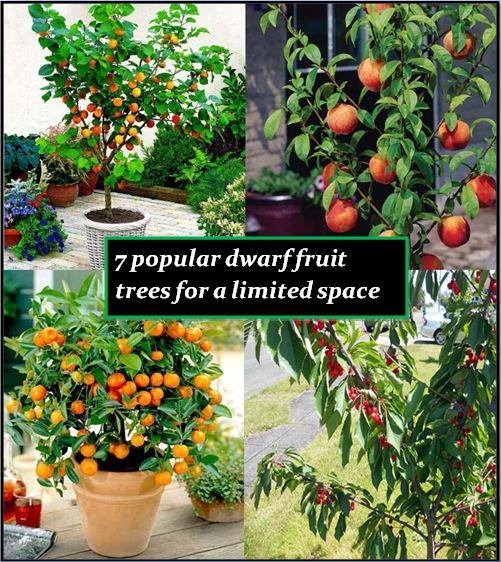 Lord C. reccomend Midget fruit trees