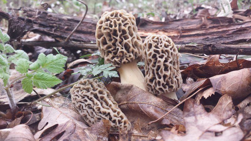 Mushroom hunting in ohio