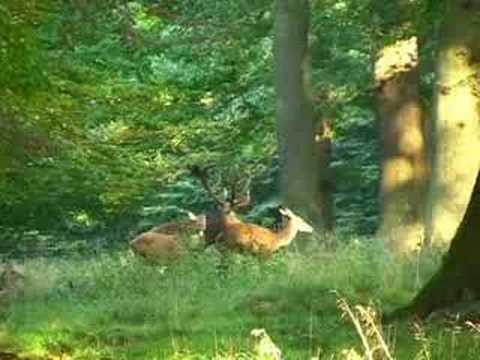 best of Ads Red deer sex