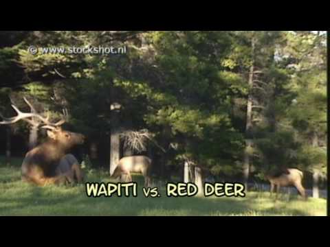 Red deer sex ads
