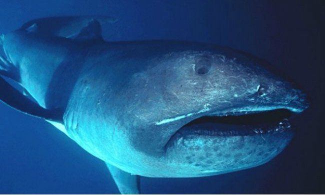 Sharks tooth chubby