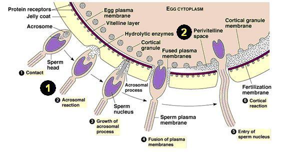 best of And egg fusion Sperm