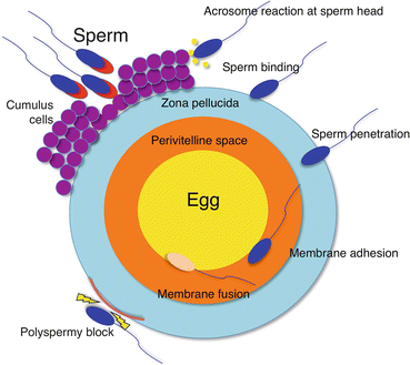 Sperm and egg fusion