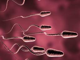 Sperm survival in air