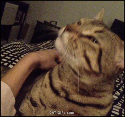 Ump reccomend Why cat lick when backis scratched
